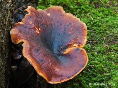 Bay Polyore (Polyporus badius) Graham Carey