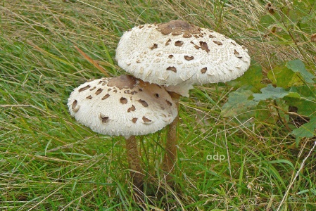 Parasol Mushroom (Macrolepiota procera) Alan Prowse