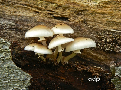 Oudemansiella mucida (Porcelain fungus) Alan Prowse