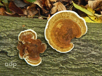 Coriolus versicolor (Many-zoned Polypore) Alan Prowse