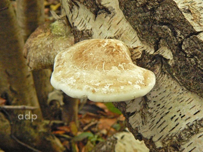 Piptoporus betulinus (Birch Polypore) Alan Prowse