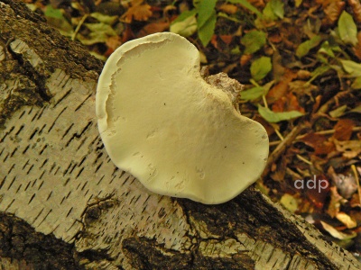 Piptoporus betulinus (Birch Polypore) underside  Alan Prowse