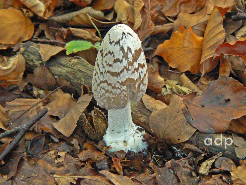 Ranmore Common P1150189qst800c.jpg