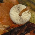 Amanita fulva (Tawny Grisette) Surrey, Alan Prowse