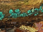 Chlorsplenium aeruginascens (Green Wood Cup) Alan Prowse