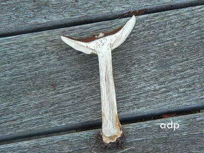 Melanoleuca grammopodium, Alan Prowse, Surrey