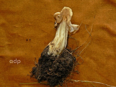 Helvella crispa (White Helvella) Alan Prowse