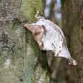 Birch Bracket (Piptoporus betulinus) Mark Elvin