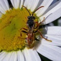 Nomada (possibly flava) Kenneth Noble