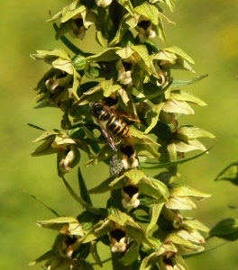 Common Wasp (Vespula vulgaris) on Broad-leaved Helleborine Alan Prowse