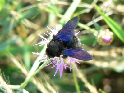 Xylocarpa violacea,Violet Carpenter Bee,  on knapweed (Centaurea sp) Alan Prowse