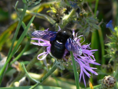 Xylocarpa violacea, Violet Carpenter Bee, on knapweed (Centaurea sp) Alan Prowse