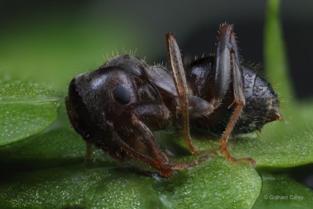 Black Garden Ant (Lasius niger) Graham Carey