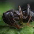 Black Garden Ant (Lasius niger) Graham Carey