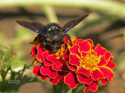 Xylocopa sp.  Carpenter Bee,  Alan Prowse