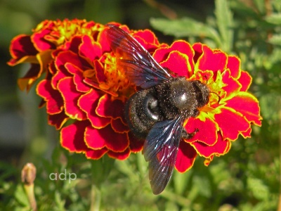 Xylocopa sp., Carpenter Bee,  Alan Prowse