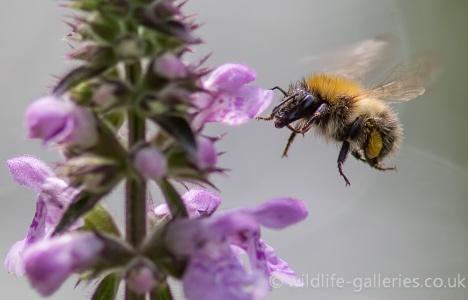 Carder Bee (Bombus pascuorum) - Mark Elvin