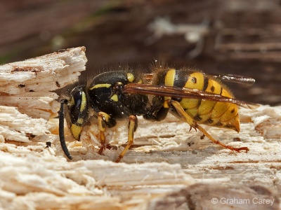 Common Wasp (Vespula vulgaris) Graham Carey