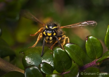 Common Wasp (Vespula vulgaris) Graham Carey