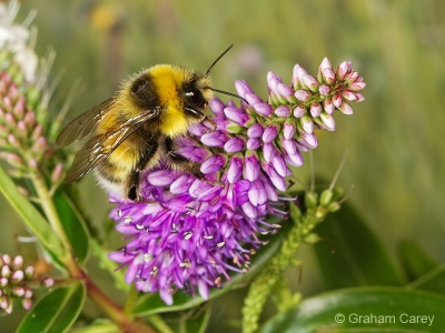 White-tailed Bee (Bombus lucorum) Graham Carey