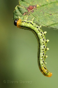 Lesser Willow Sawfly (Nematus pavidus)22mm larva. Steve Covey