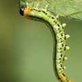 Lesser Willow Sawfly (Nematus pavidus)22mm larva. Steve Covey