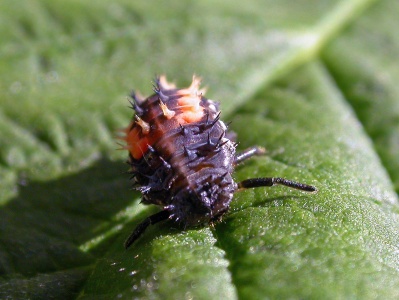 Harlequin ladybird larva (Harmonia axyridis) Kenneth Noble