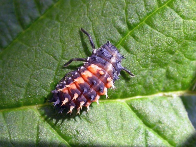Harlequin ladybird larva (Harmonia axyridis) Kenneth Noble