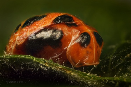 Harlequin Ladybird pupa (Harmonia axyridis) Graham Carey