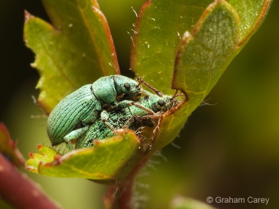 Green Weevil (Phyllobius roboretanus) Graham Carey