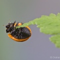 7-spot Ladybird (Coccinella septempunctata) Graham Carey