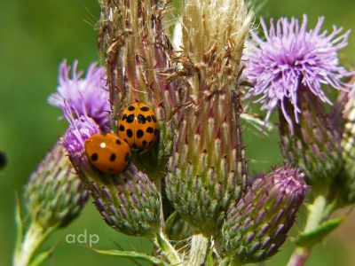 Ladybirds (Cochinellidae) Alan Prowse