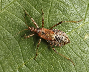 Tree Damsel Bug (Himacerus apterus) ♀. Steve Covey