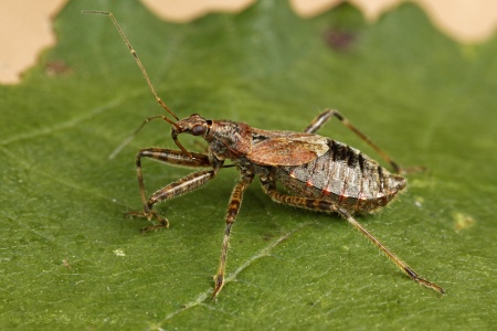 Tree Damsel Bug (Himacerus apterus) ♀. Steve Covey
