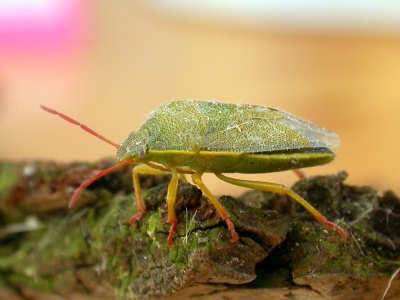 Gorse shieldbug (Piezodora lituratus) Kenneth Noble