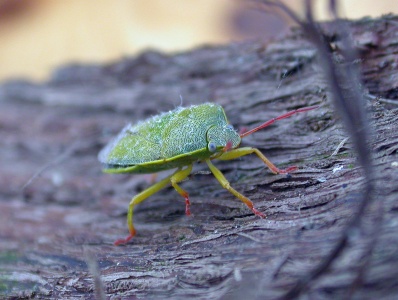 Gorse shieldbug (Piezodora lituratus) Kenneth Noble
