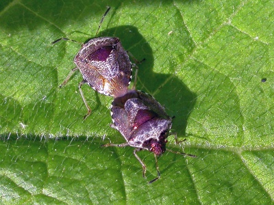 woundwort shieldbug (Eysarcoris venustissimus) Kenneth Noble