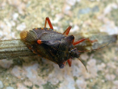 Forest shieldbug (Pentatoma rufipes) Kenneth Noble