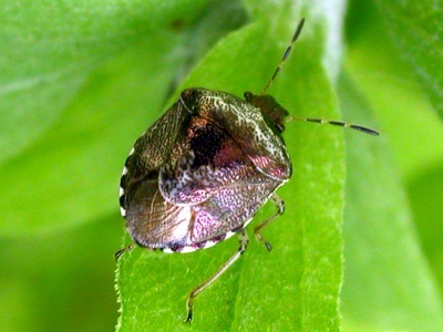 woundwort shieldbug (Eysarcoris fabricii) Kenneth Noble