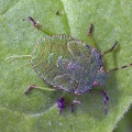 green shieldbug nymph (Palomena prasina) Kenneth Noble