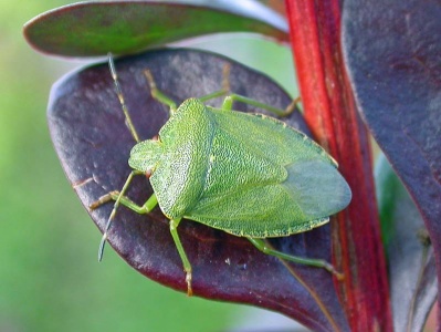 green shieldbug (Palomena prasina) Kenneth Noble