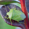 green shieldbug (Palomena prasina) Kenneth Noble