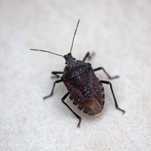 Apodiphus amygdalis [a shieldbug]. Steve Covey