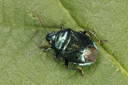 Blue Shieldbug (Zicrona caerulea). Steve Covey