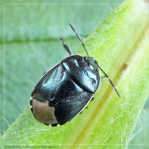 Down Shieldbug (Canthophorus impressus). Steve Covey