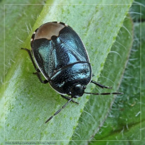 Down Shieldbug (Canthophorus impressus). Steve Covey