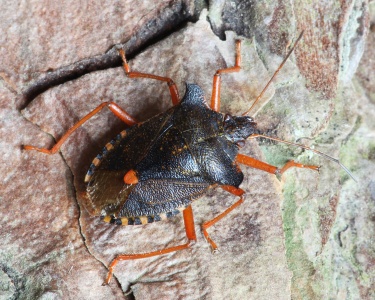 Red-legged Shieldbug or Forest Bug (Pentatoma rufipes) Steve Covey