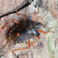 Red-legged Shieldbug or Forest Bug (Pentatoma rufipes) Steve Covey