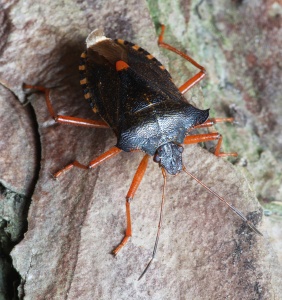 Red-legged Shieldbug or Forest Bug (Pentatoma rufipes) Steve Covey