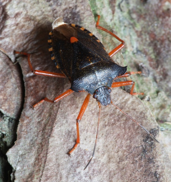 ForestBug_Pentatoma_rufipes_Garden01.jpg